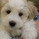 Dougie 8 weeks Dougie 8 weeks