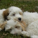 Blossom and Dougie Blossom and Dougie