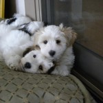 Blossom and Dougie 8 weeks Blossom and Dougie 8 weeks