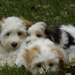Dougie, Blossom and Kiwi Dougie, Blossom and Kiwi