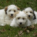 Dougie, Blossom and Kiwi Dougie, Blossom and Kiwi
