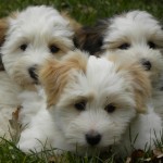 Dougie, Blossom and Kiwi Dougie, Blossom and Kiwi