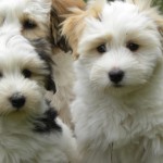 Dougie, Blossom and Kiwi Dougie, Blossom and Kiwi