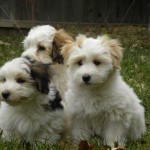 Dougie, Blossom and Kiwi Dougie, Blossom and Kiwi