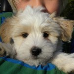 Dougie 8 weeks Dougie 8 weeks