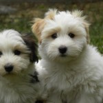 Dougie and Kiwi Dougie and Kiwi