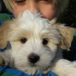 Dougie 8 weeks Dougie 8 weeks