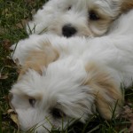 Blossom and Dougie Blossom and Dougie