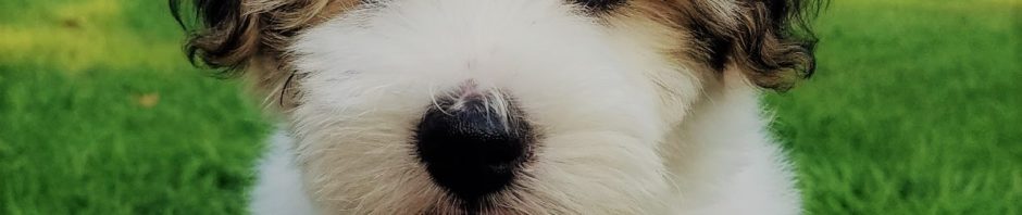 New Litter – May  2026