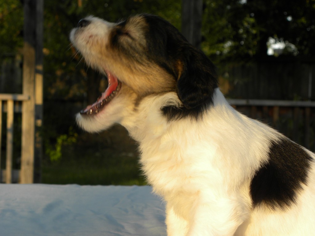 Care & Training - Coton de Tulear | Chico Cotons
