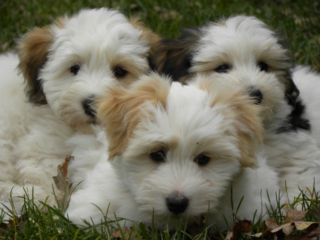 About Us - Coton de Tulear Puppies | Chico Cottons 