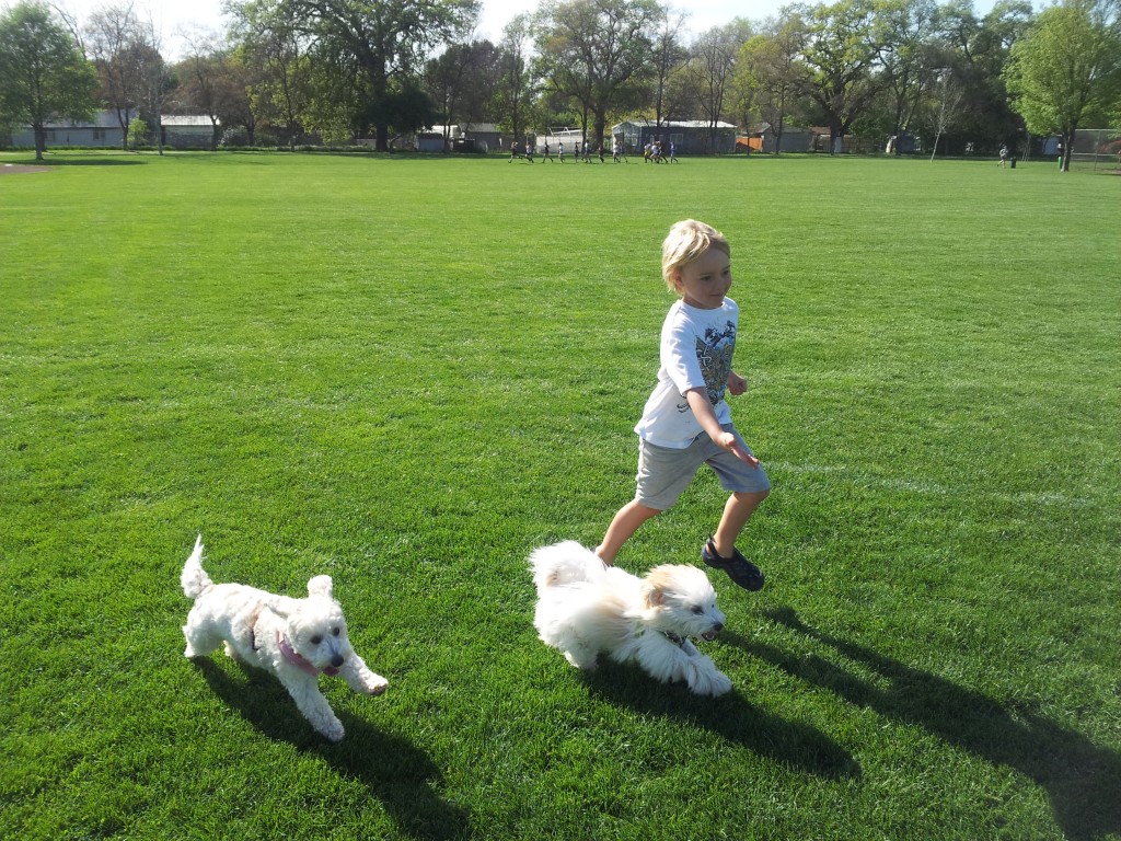 Breed Info - Coton de Tulear | Chico Cottons