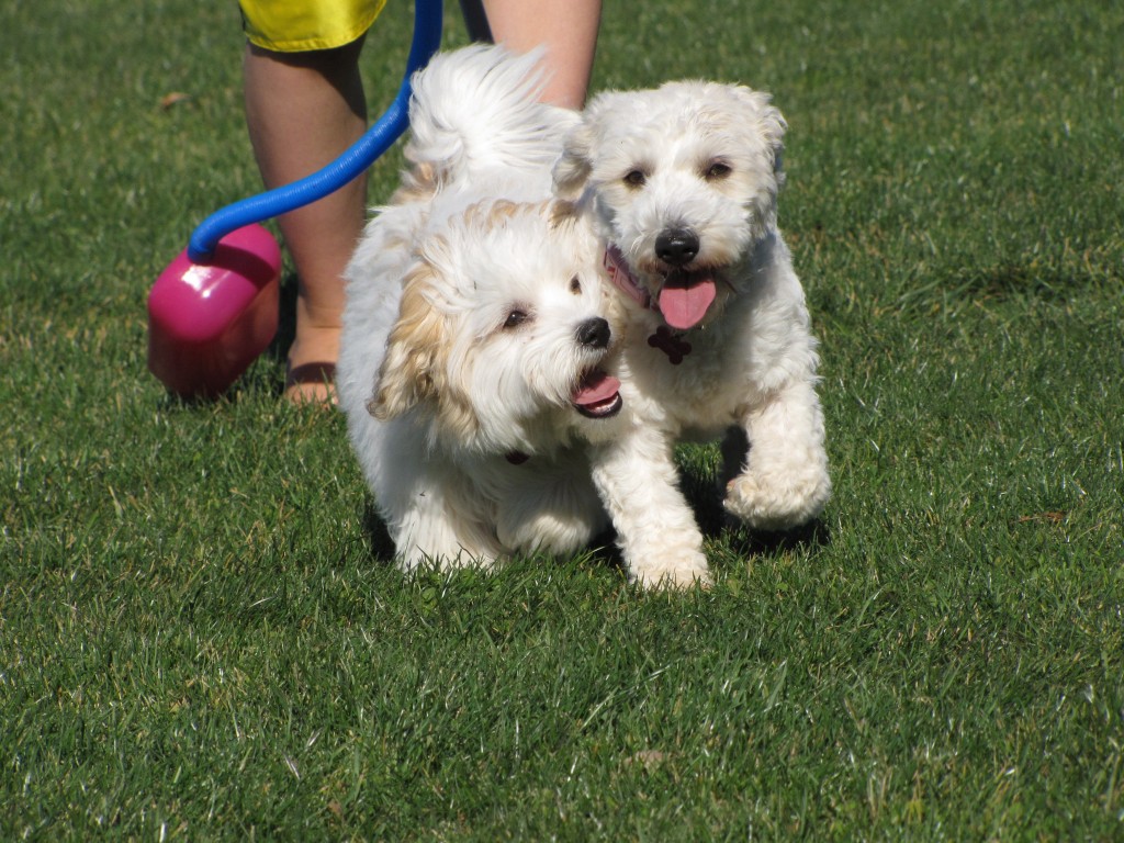 Care & Training - Coton de Tulear | Chico Cotons