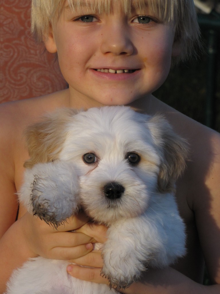 Coton de Tulear Puppies
