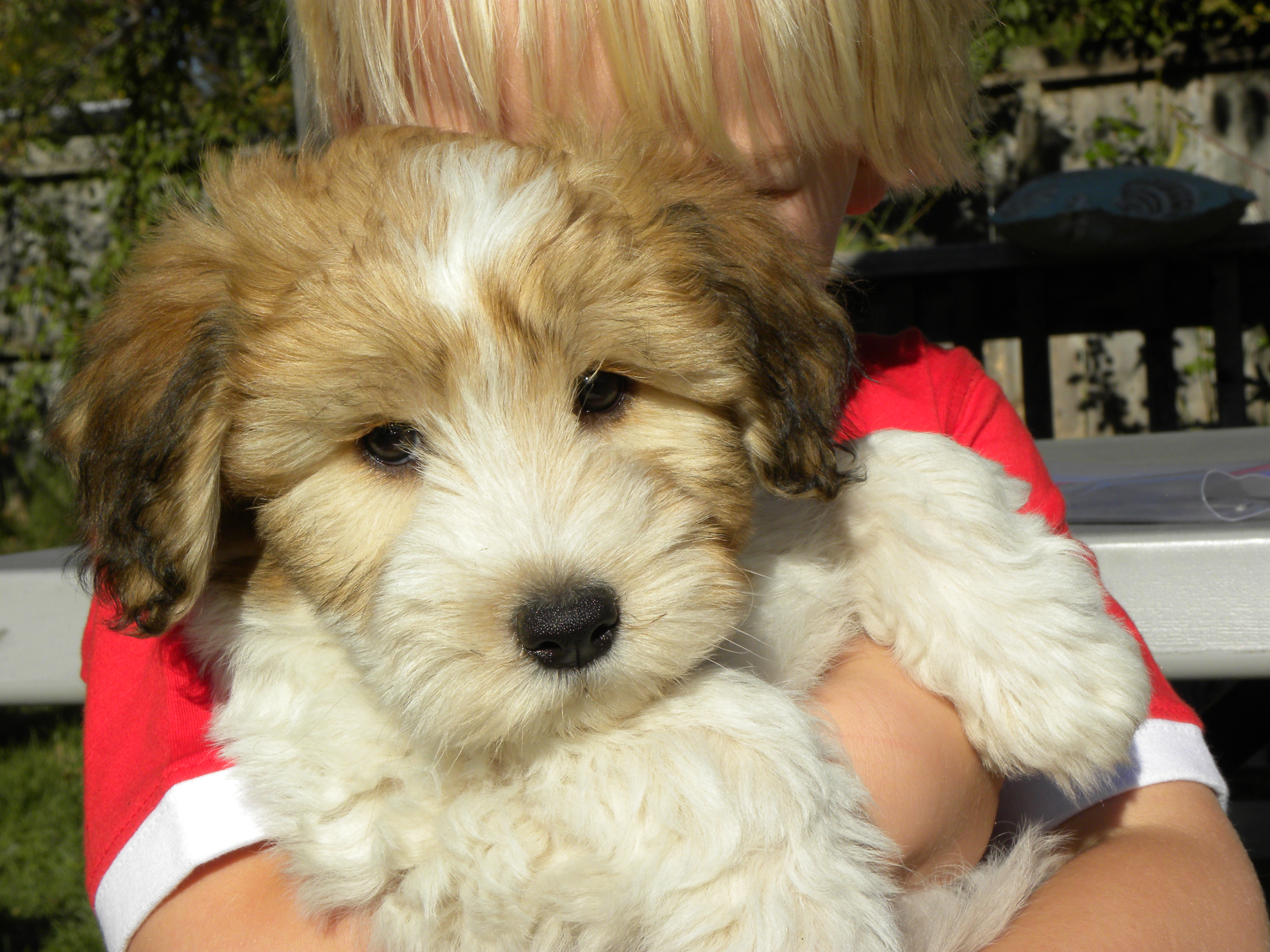 bink-first litter | welcome to chico cotons