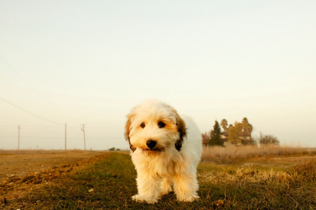 Breed Info - Coton de Tulear | Chico Cottons