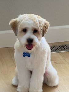 About Us - Coton de Tulear Puppies | Chico Cottons 