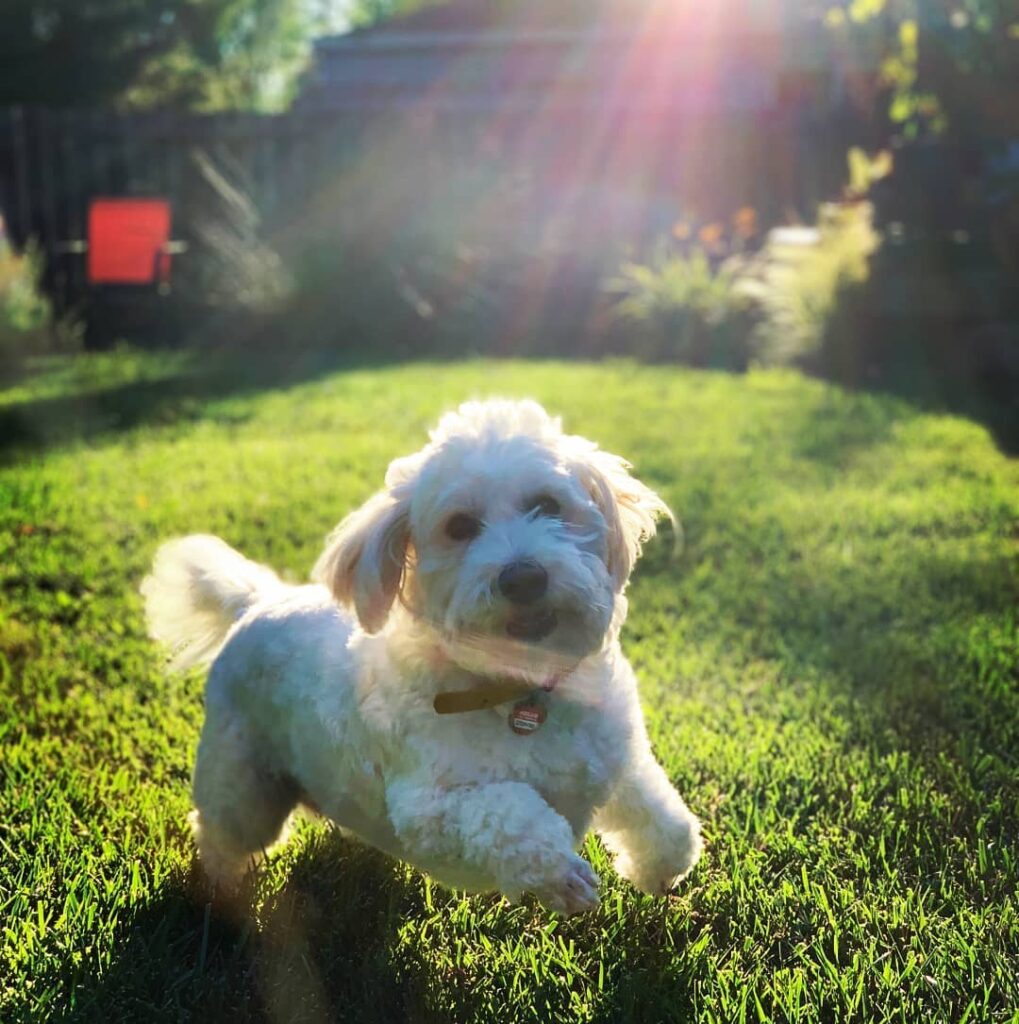 Coton de Tulear Puppies