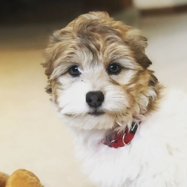 Coton de Tulear Puppies faq