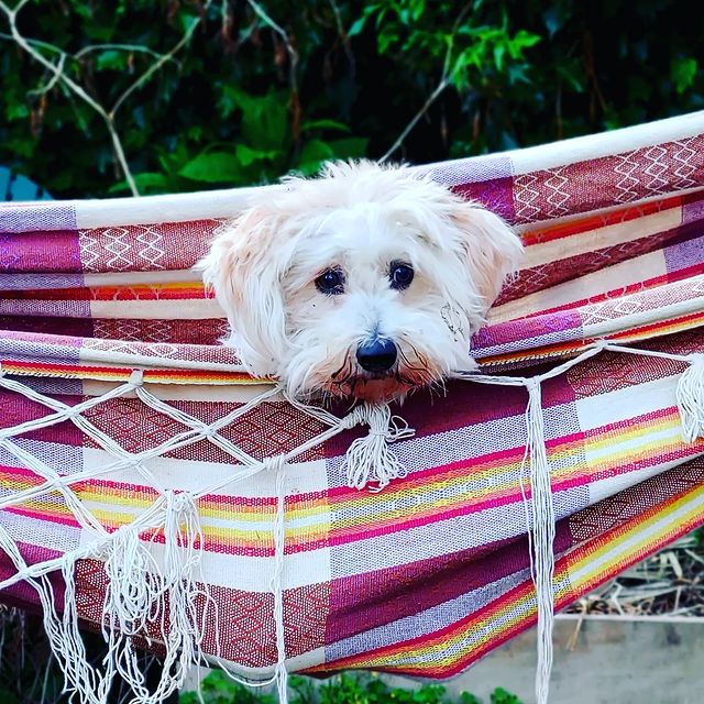Care & Training - Coton de Tulear | Chico Cotons