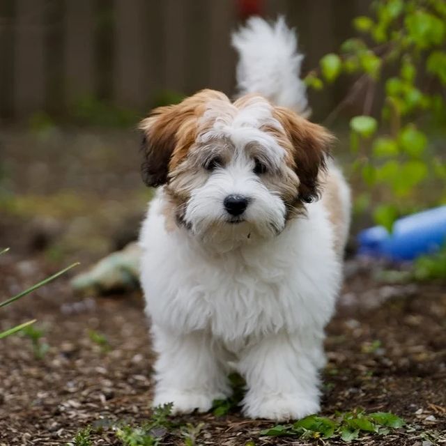 Contact & Puppy Waitlist - Coton de Tulear | Chico Cottons
