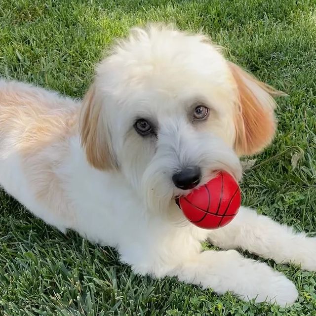 Care & Training - Coton de Tulear | Chico Cotons