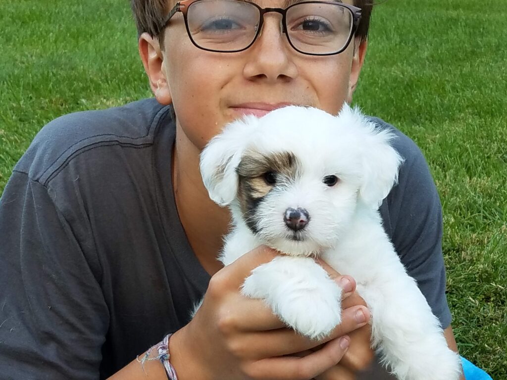 About Us - Coton de Tulear Puppies | Chico Cottons 