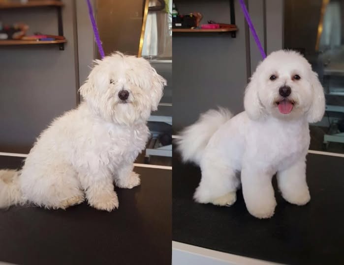Breed Info - Coton de Tulear | Chico Cottons